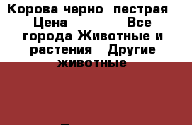 Корова черно- пестрая › Цена ­ 30 000 - Все города Животные и растения » Другие животные   . Тверская обл.,Вышний Волочек г.